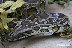 Python bivittatus