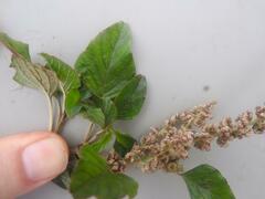 Amaranthus blitum