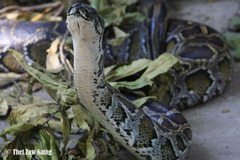 Python bivittatus