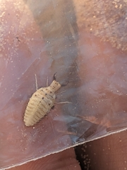 Myrmeleontidae