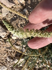 Reseda aucheri