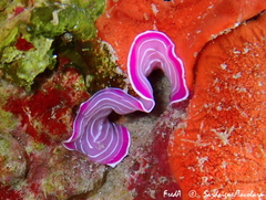 Prostheceraeus roseus