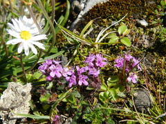 Thymus praecox britannicus