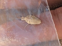 Myrmeleontidae