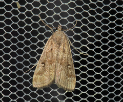 Parapoynx stratiotata