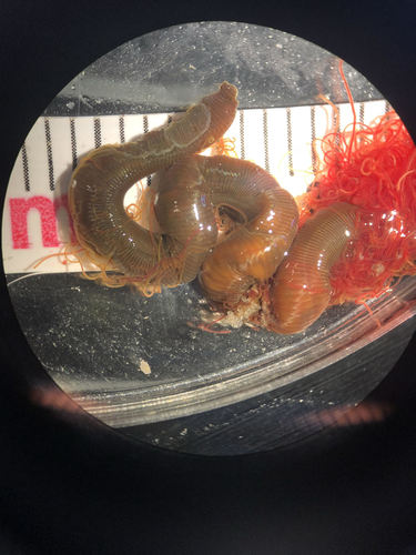 Representative image of Cirratulus