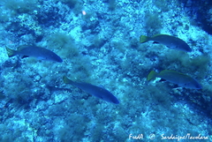 Sciaena umbra