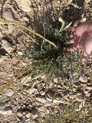 Reseda aucheri