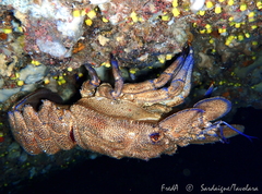 Scyllarides latus