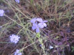 Buchnera longespicata