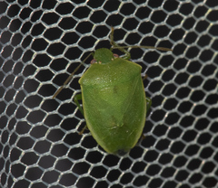 Acrosternum millierei