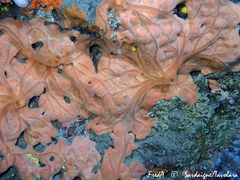 Spirastrella cunctatrix