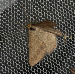 Isturgia murinaria