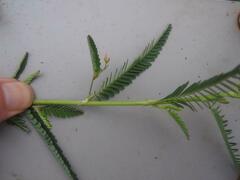 Chamaecrista mimosoides