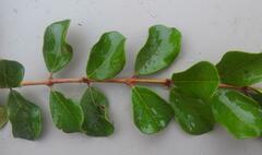 Combretum hereroense