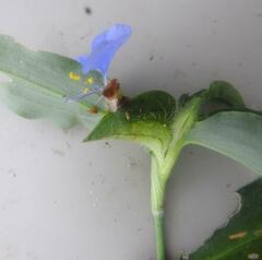 Commelina eckloniana