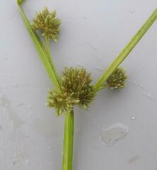 Cyperus difformis
