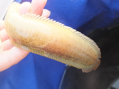 Dictyosoma temminckii