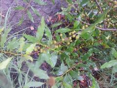 Euclea schimperi schimperi