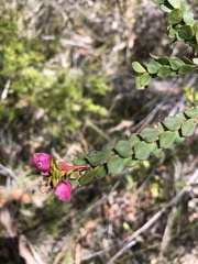Boronia serrulata