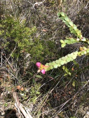 Boronia serrulata