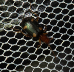 Brachinus exhalans