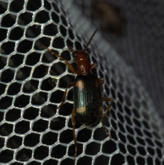 Brachinus exhalans