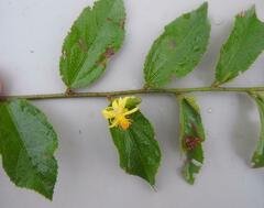 Grewia caffra