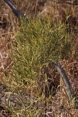 Euclea linearis