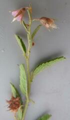 Hermannia glanduligera