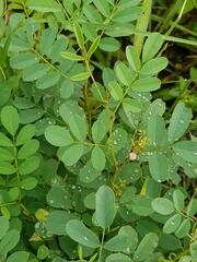 Indigofera tinctoria arcuata