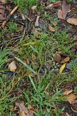 Panicum dichotomiflorum dichotomiflorum