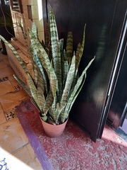 Sansevieria trifasciata