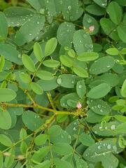 Indigofera tinctoria arcuata