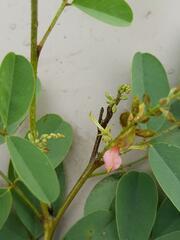 Indigofera tinctoria arcuata