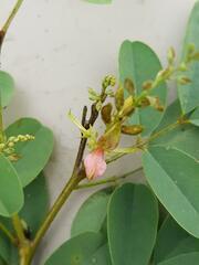 Indigofera tinctoria arcuata