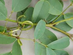 Indigofera tinctoria arcuata