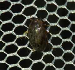 Berosus