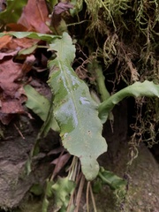 Asplenium scolopendrium americanum