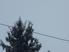 Dendrocopos major