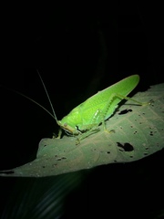 Copiphora brevirostris