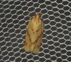 Clepsis pallidana