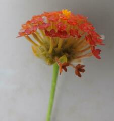 Lasiosiphon rubescens