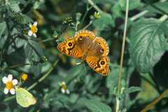 Junonia genoveva hilaris
