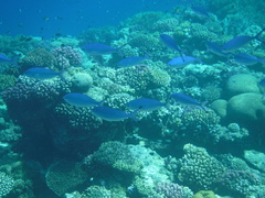 Caesio lunaris
