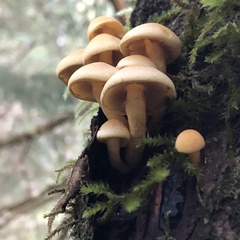 Hypholoma capnoides
