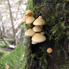 Hypholoma capnoides