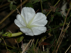 Ipomoea salsettensis