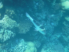 Monotaxis grandoculis