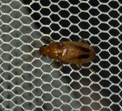 Dicheirotrichus obsoletus